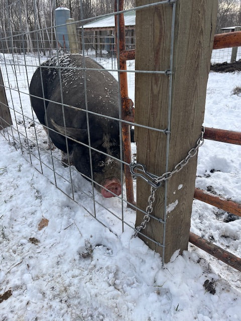 Stultz Fab Universal Gate Chain - 2 Pack