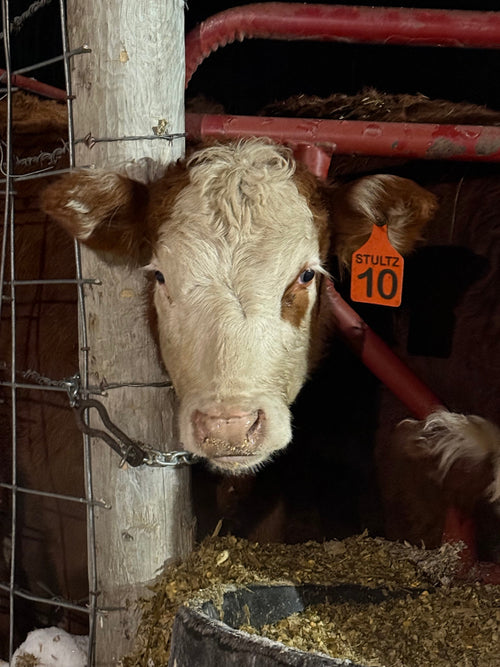 Stultz Fab Universal Gate Chain